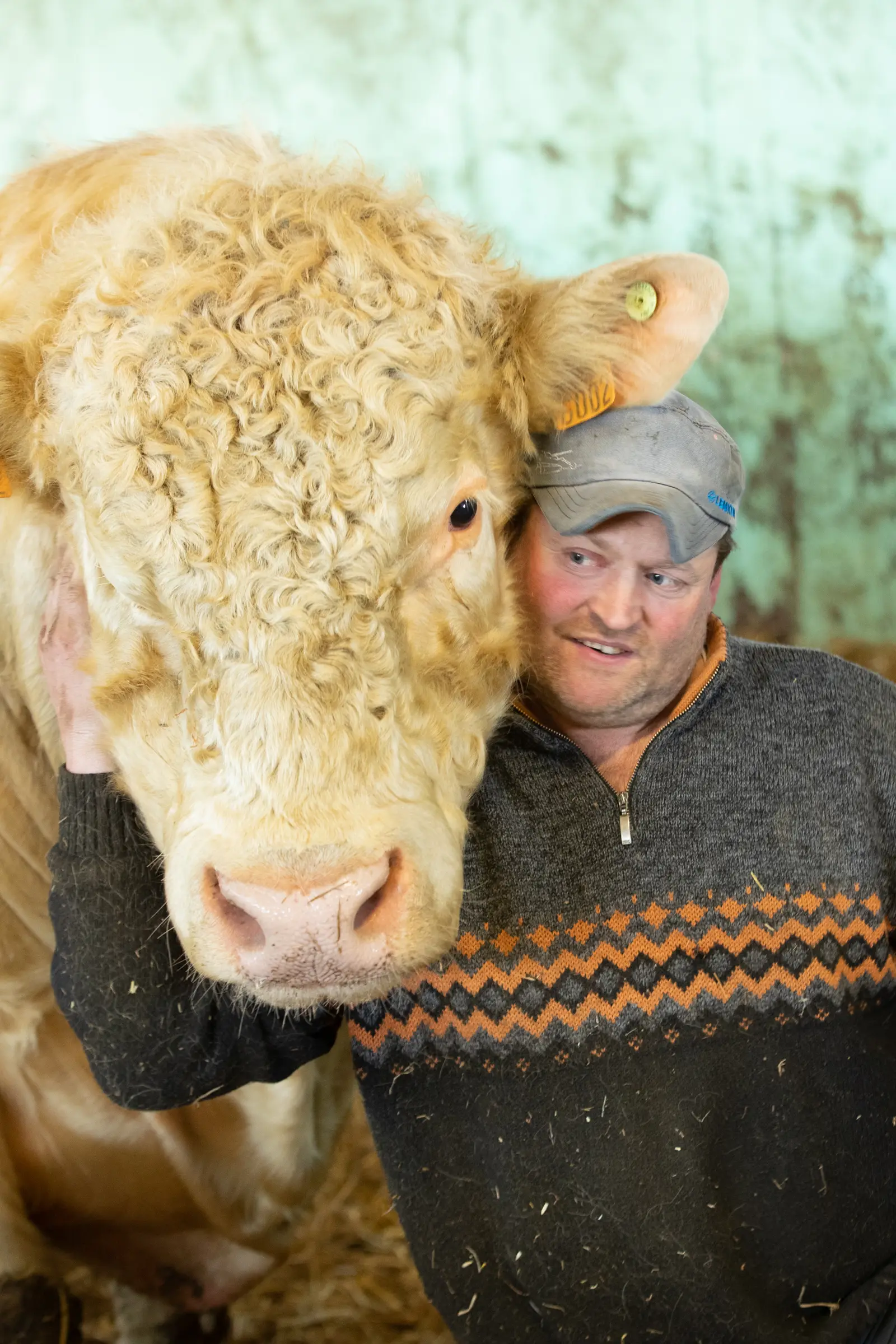 Thomas Kieffer vom Bauernhof Kieffer mit seinem Rind im Stall