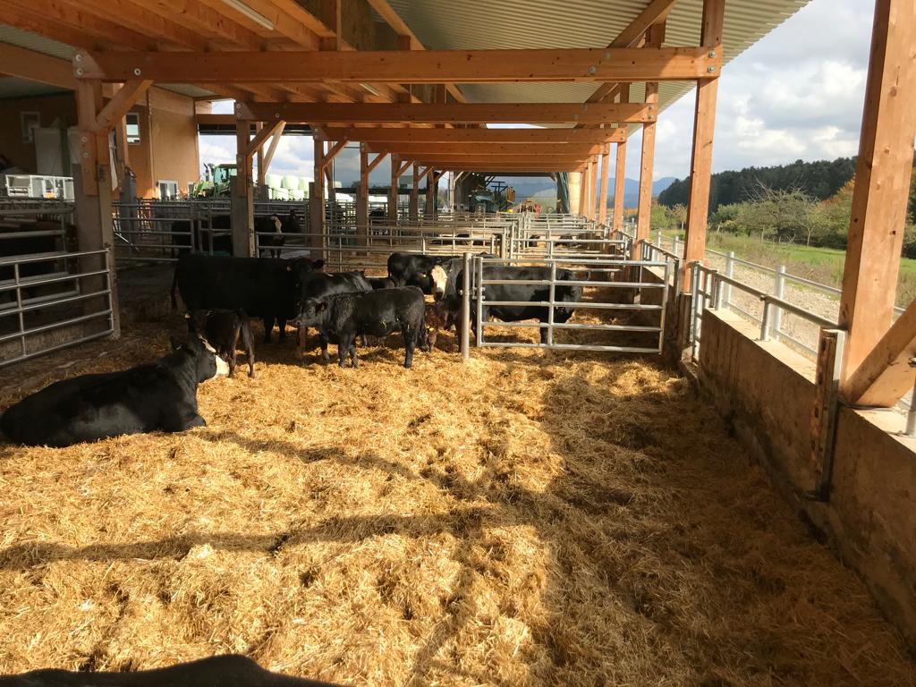 Angus-Rinder im Stall der Angus Ranch Jauch