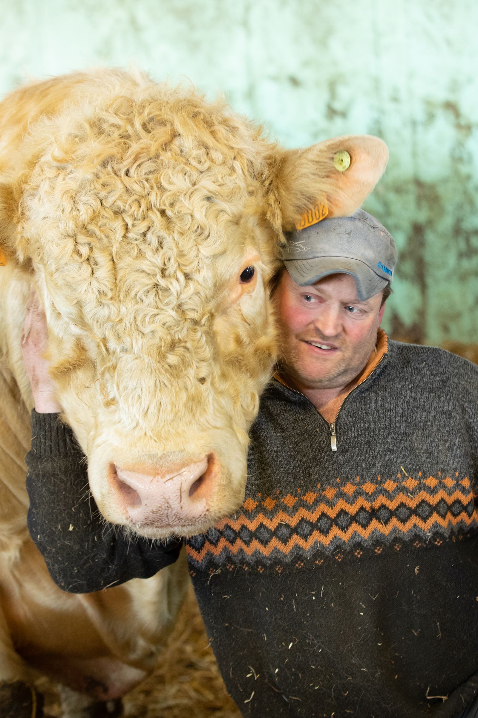 Thomas Kieffer vom Bauernhof Kieffer mit seinem Rind im Stall