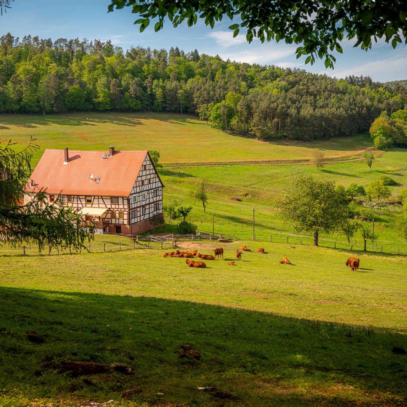 Rinderweide und landwirtschaftlicher Hof in einer ländlichen Region